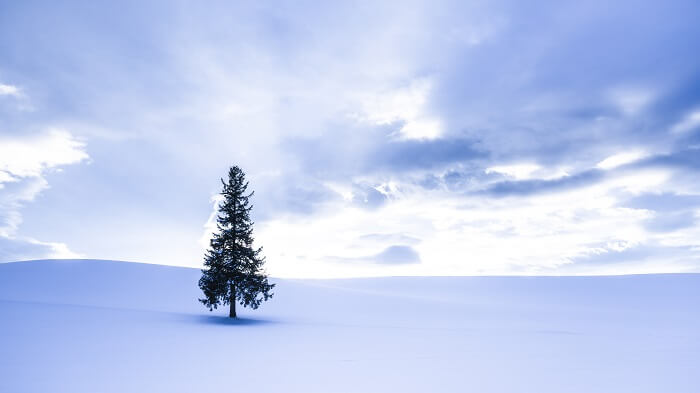 홋카이도 비에이의 크리스마스 나무