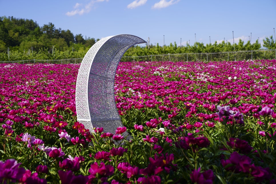 [5월 여행]영천작약꽃축제❘영천 삼창리&middot;정각리 작약꽃밭, 그리고 보현산약초식물원까지