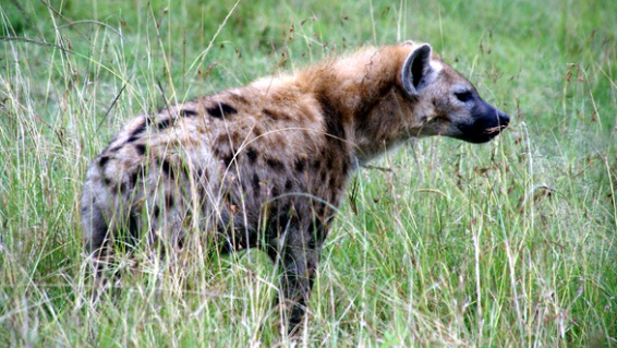 하이에나