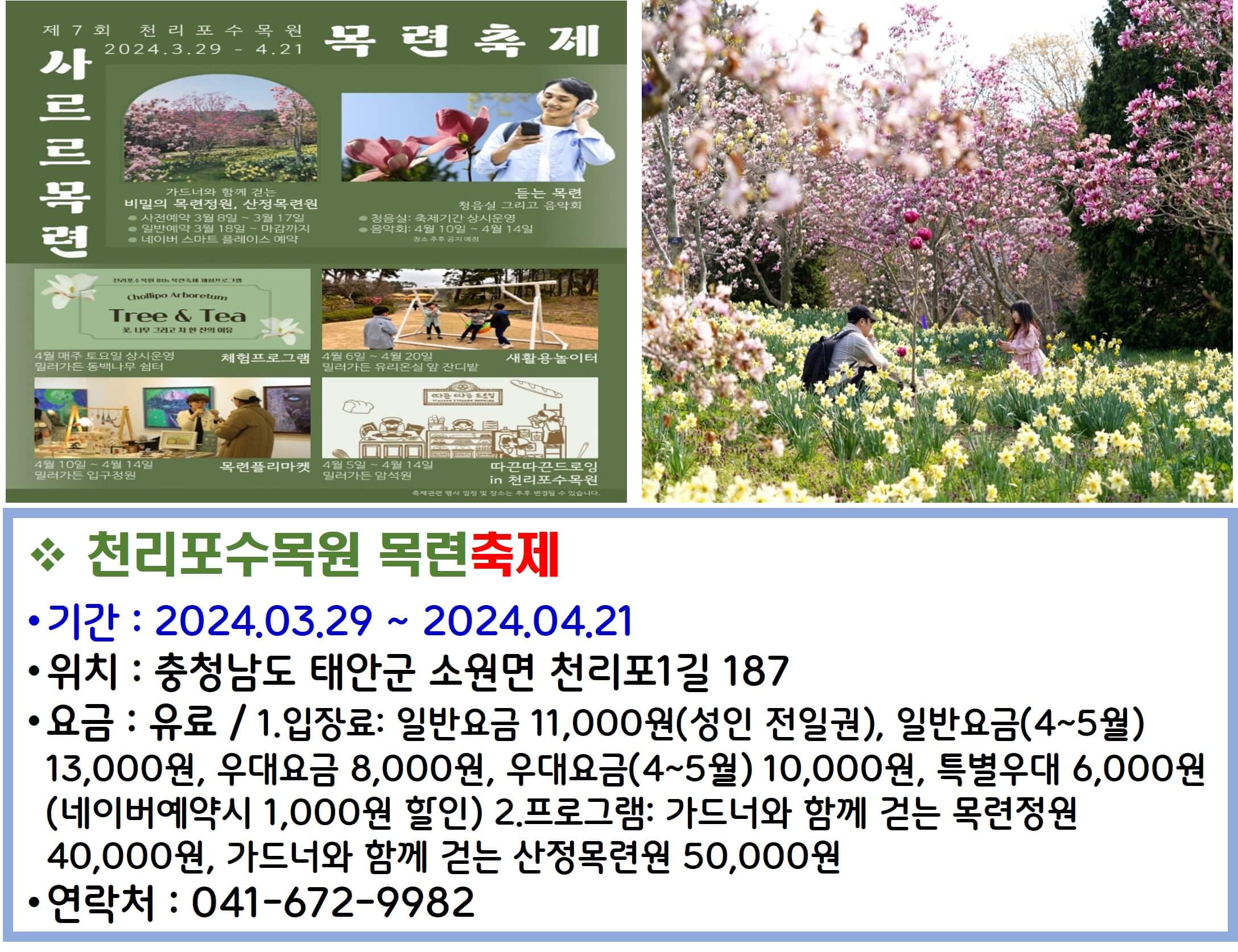 천리포수목원 목련축제