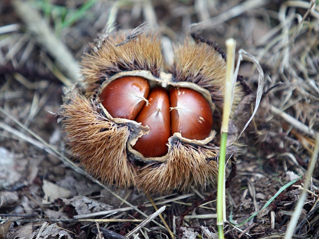 chesnut