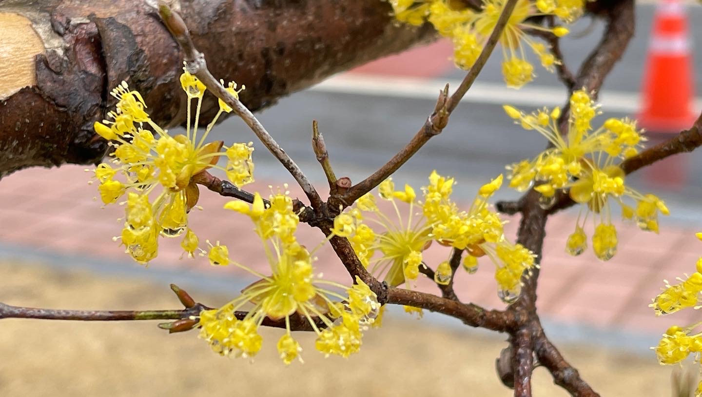 벚꽃축제벚꽃명소봄꽃여행지