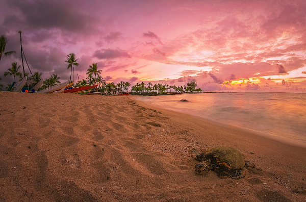 하와이-바다-거북-사진
