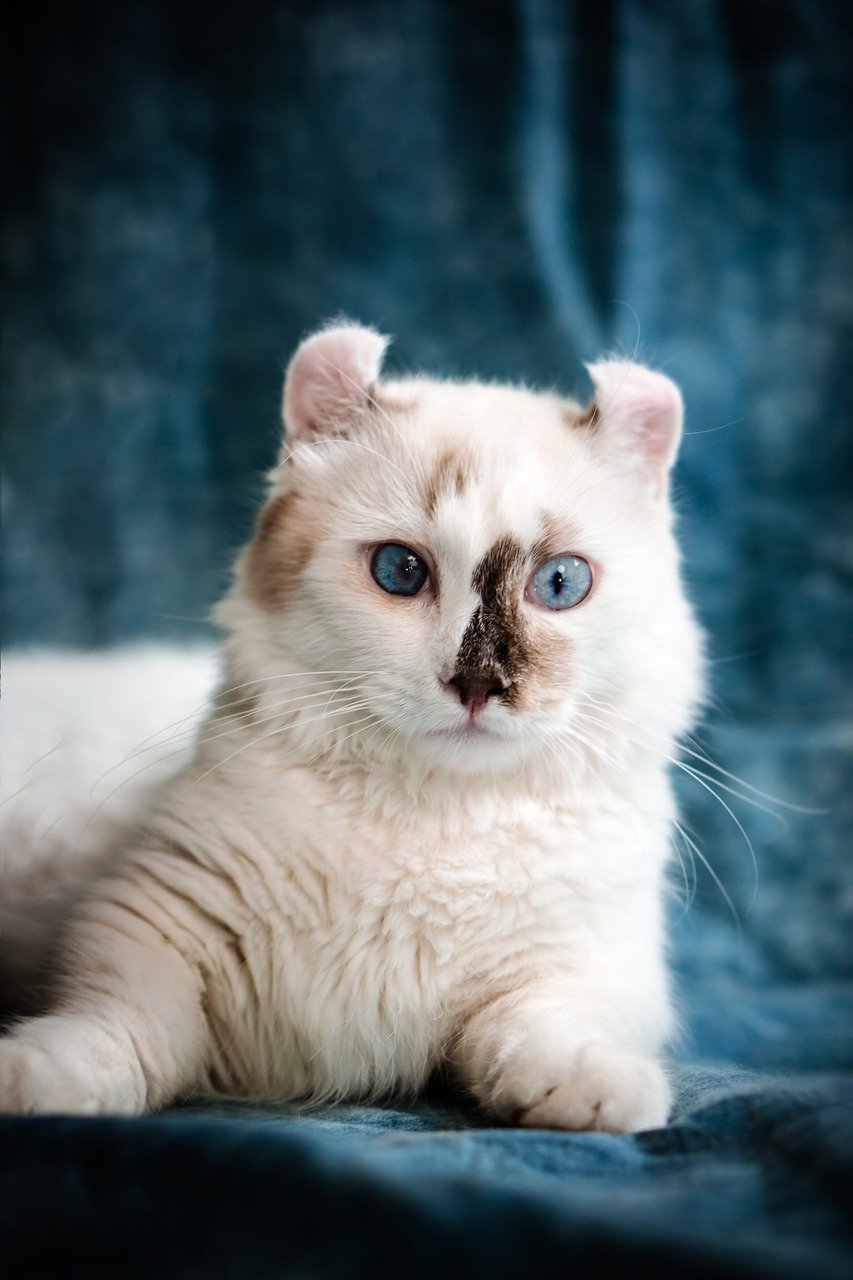 아메리칸 컬(American Curl)