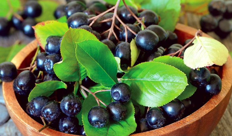 진귀한 과일 아로니아열매 이미지