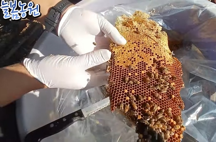 홍천-꿀의진수-토종꿀-늘봄농원