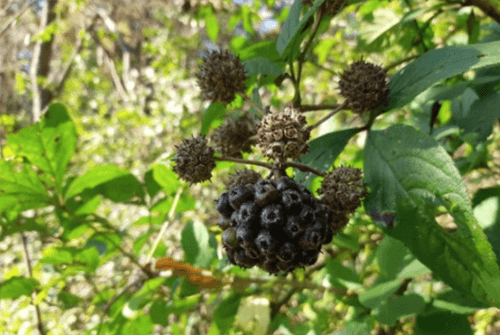 오가피06