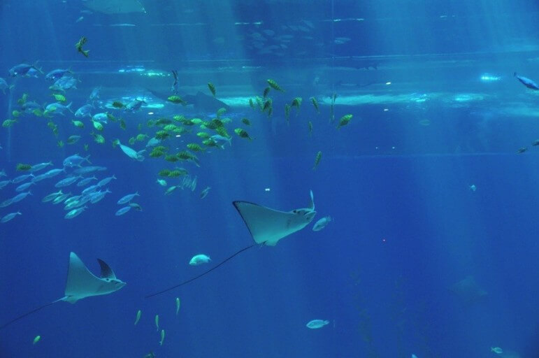 제주도 아크아플라넷