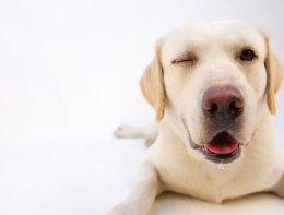 개 눈이 떠지지않는다