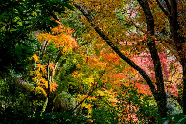 가을 여행! 100개 축제 스탬프 투어
