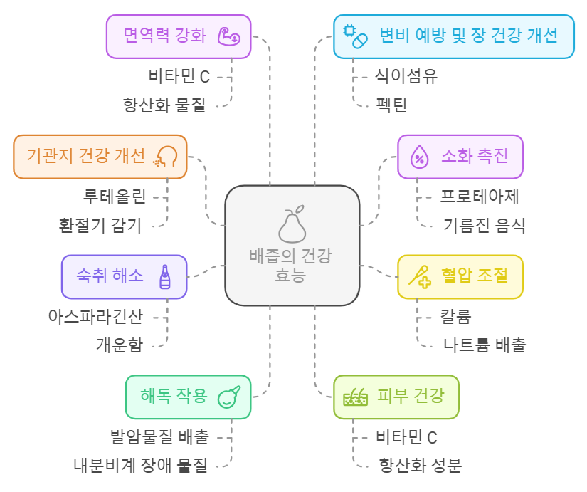 배즙 효능