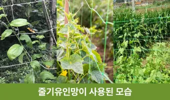 작물 순지르기 유인 기본 토마토 오이 가지 고추 수형관리_23