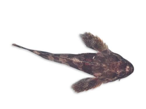 대구횟대 이미지