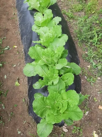 6월에 심는 밭작물 채소_14