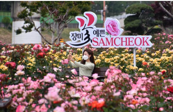 삼척 장미축제 일정