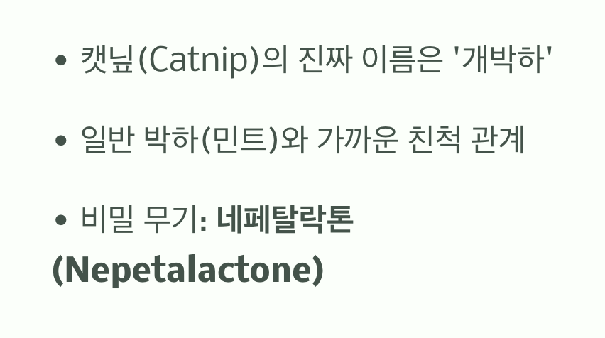 캣닢의 정체, '개박하'라는 이름의 허브