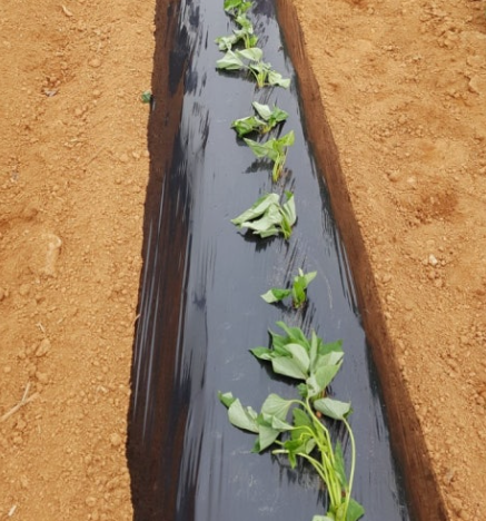 고구마 모종심기