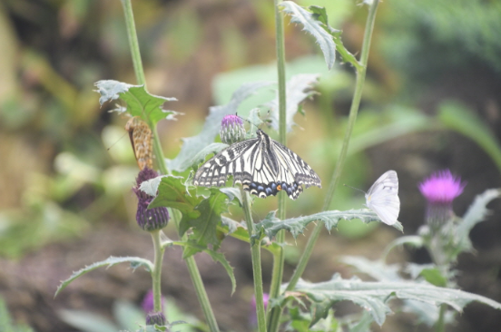 2023 함평나비축제
