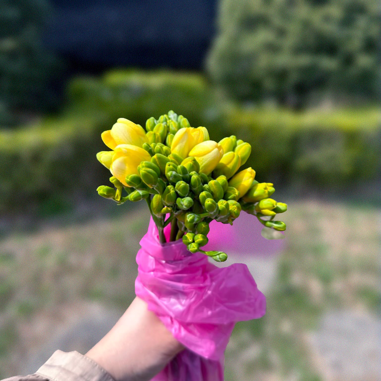 프리지아
