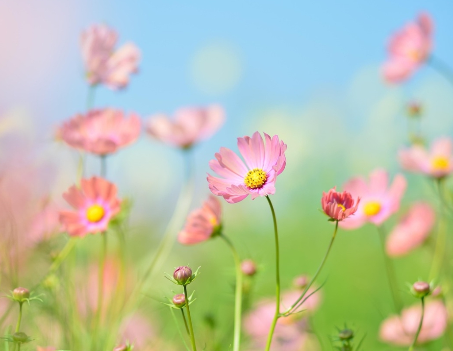 가을에 피는 꽃 종류 코스모스