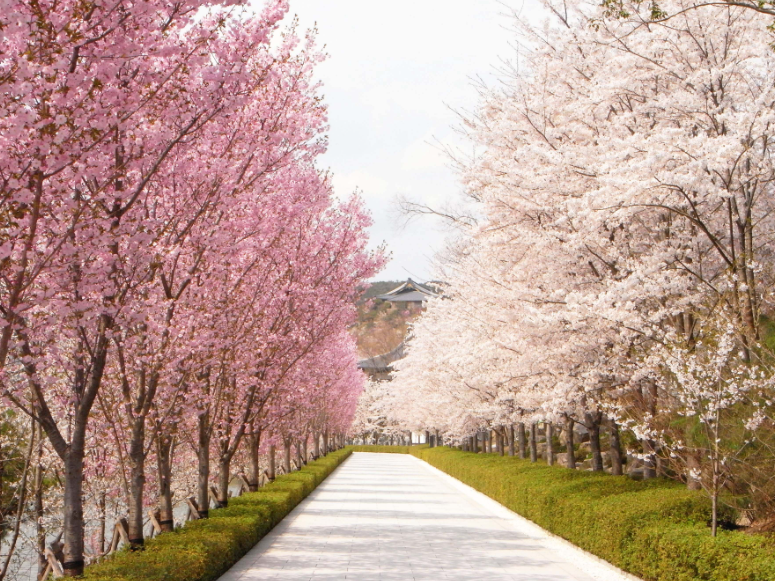 벚꽃놀이명소경기도벚꽃수도권벚꽃