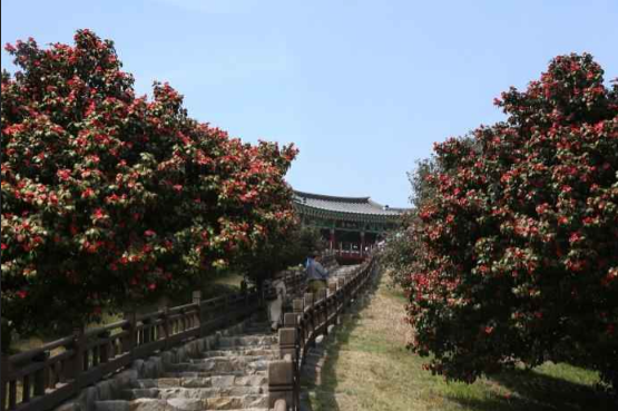서천 동백꽃 주꾸미 축제 기간