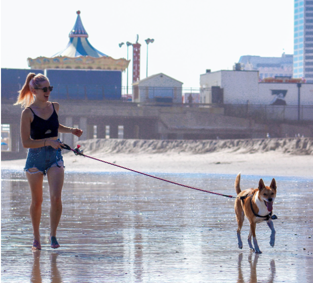 여름철 강아지 산책