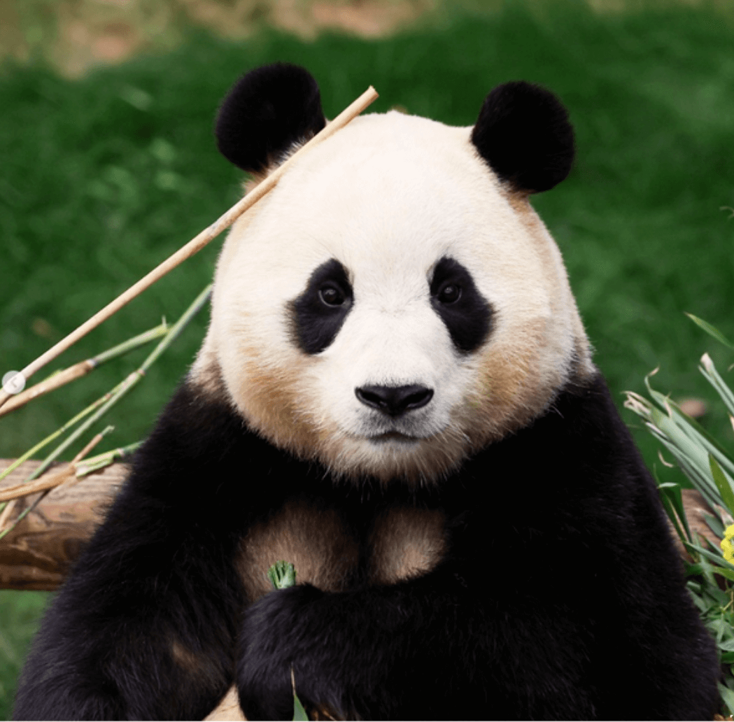 푸바오 중국행 실시간 배웅 유튜브 라이브 보는 방법 강철원 사육사 동행