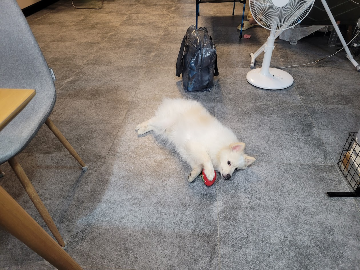 거실 바닥에 한가롭게 누워 장난감을 안고 있는 강아지