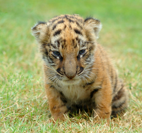 호랑이 꿈해몽 정리