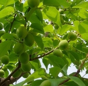 매실 효능과 부작용 고르는법 칼로리