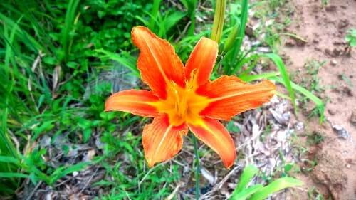 원추리꽃-개화시기