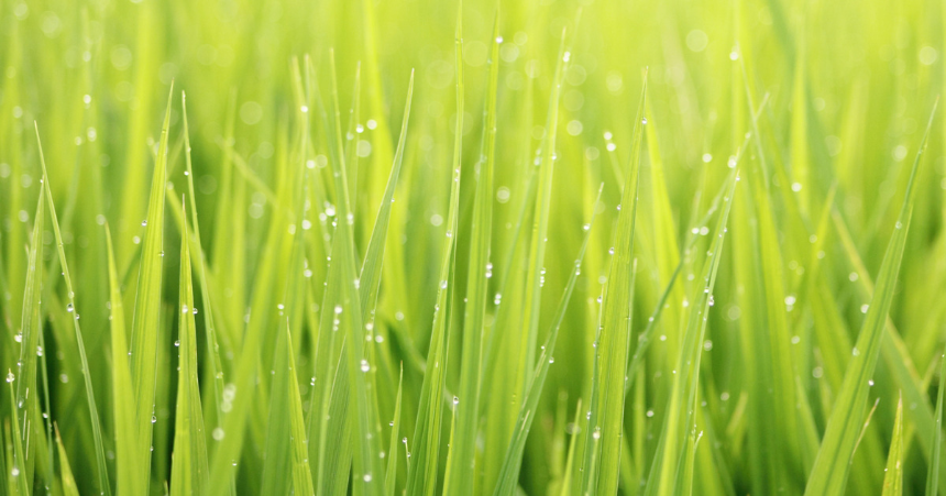 계절의 변화를 세분화한 24 절기 중 '곡우' 이해하기