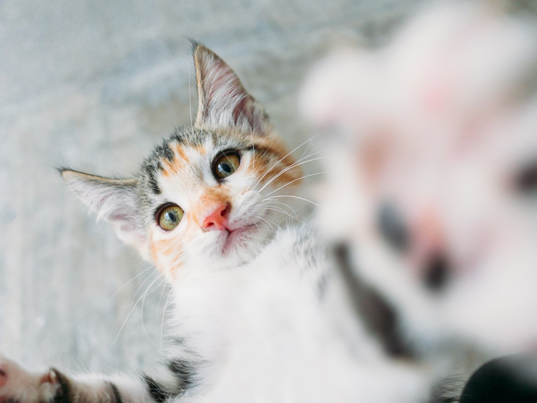 Stray cat