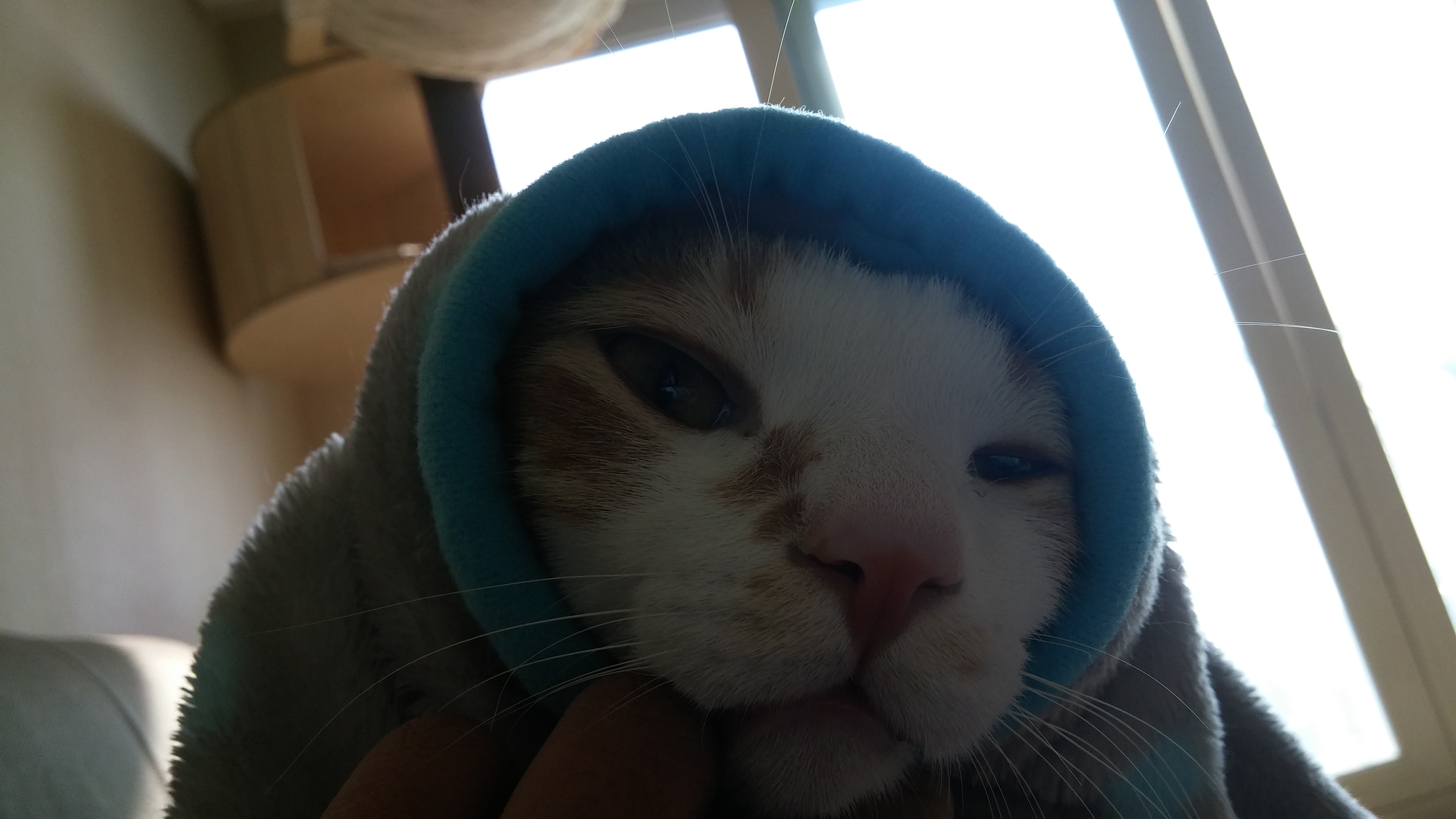 고양이 허피스 바이러스