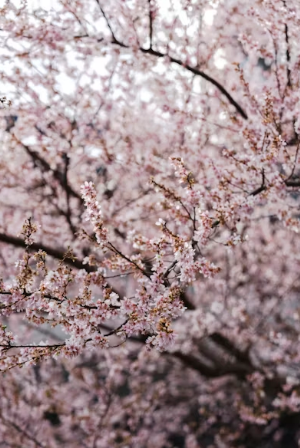벚꽃 데이트 코스 추천 및 로맨틱 성공 전략