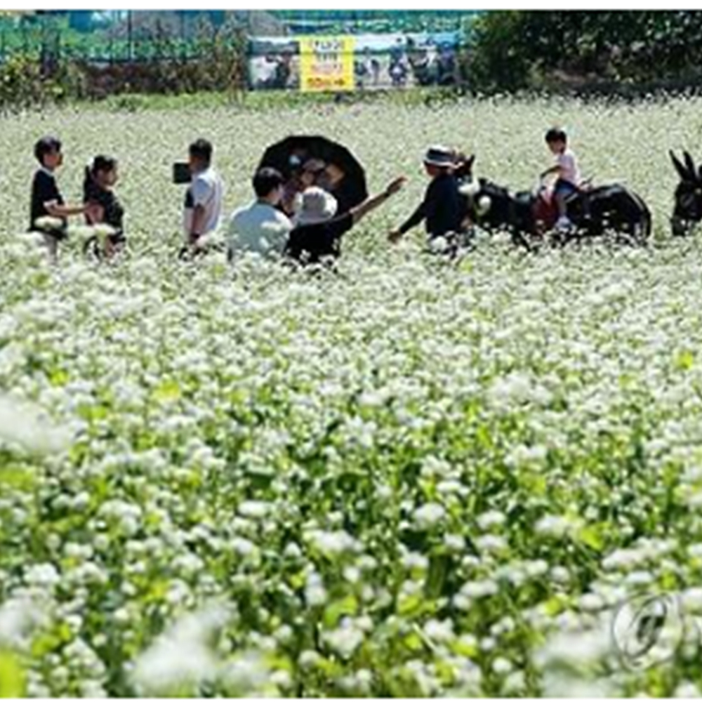 봉평 메밀꽃 축제
