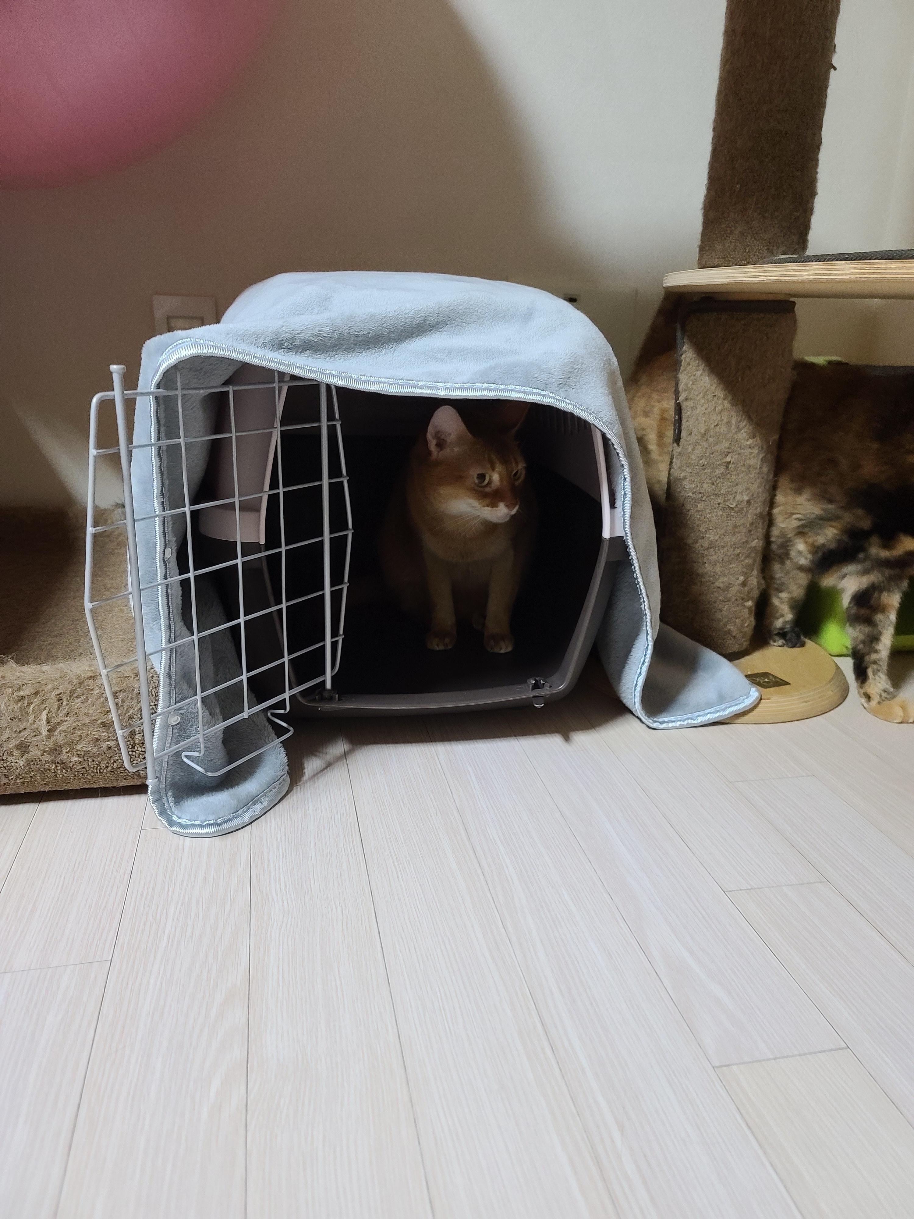 새 이동장이 왔다. 고양이들 총출동!