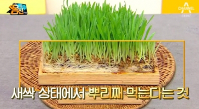 새싹보리이미지