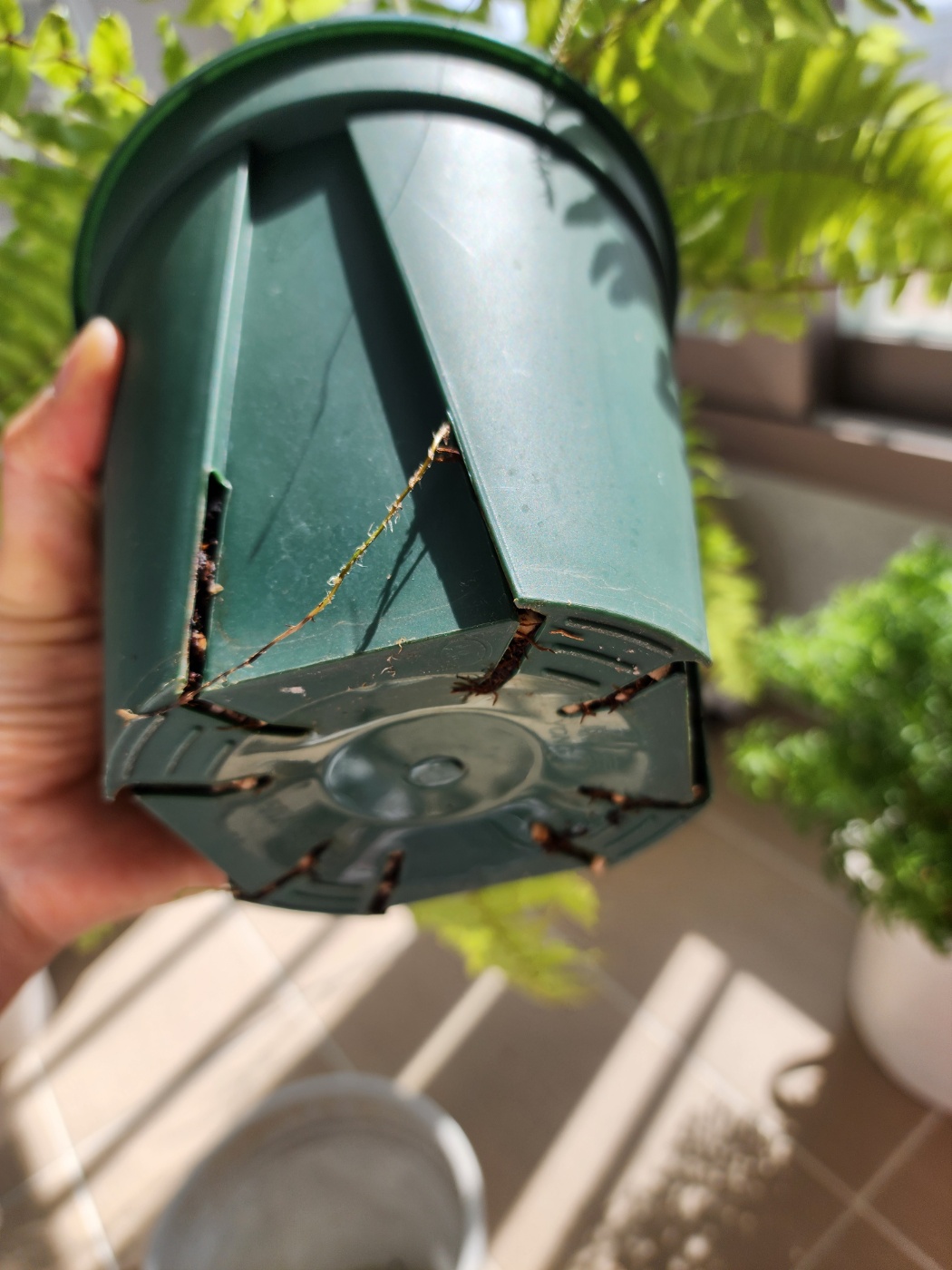 화분밑으로 뿌리가나와요.