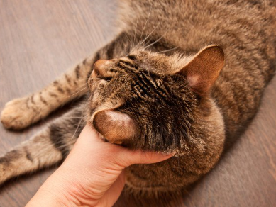 턱을 만져 기분 좋아 보이는 고양이의 머리 부분.