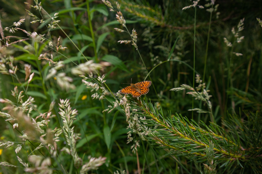 가을철 야외활동 후 갑작스러운 고열, 쯔쯔가무시증을 반드시 의심해야 하는 이유