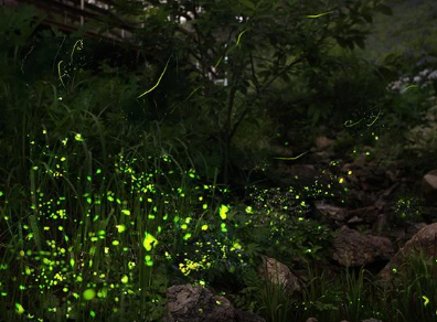 2025 화담숲 반딧불이 축제 예약 총정리