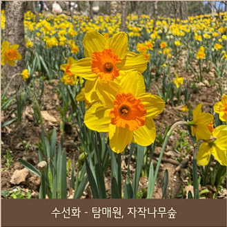 화담숲 예약 모노레일