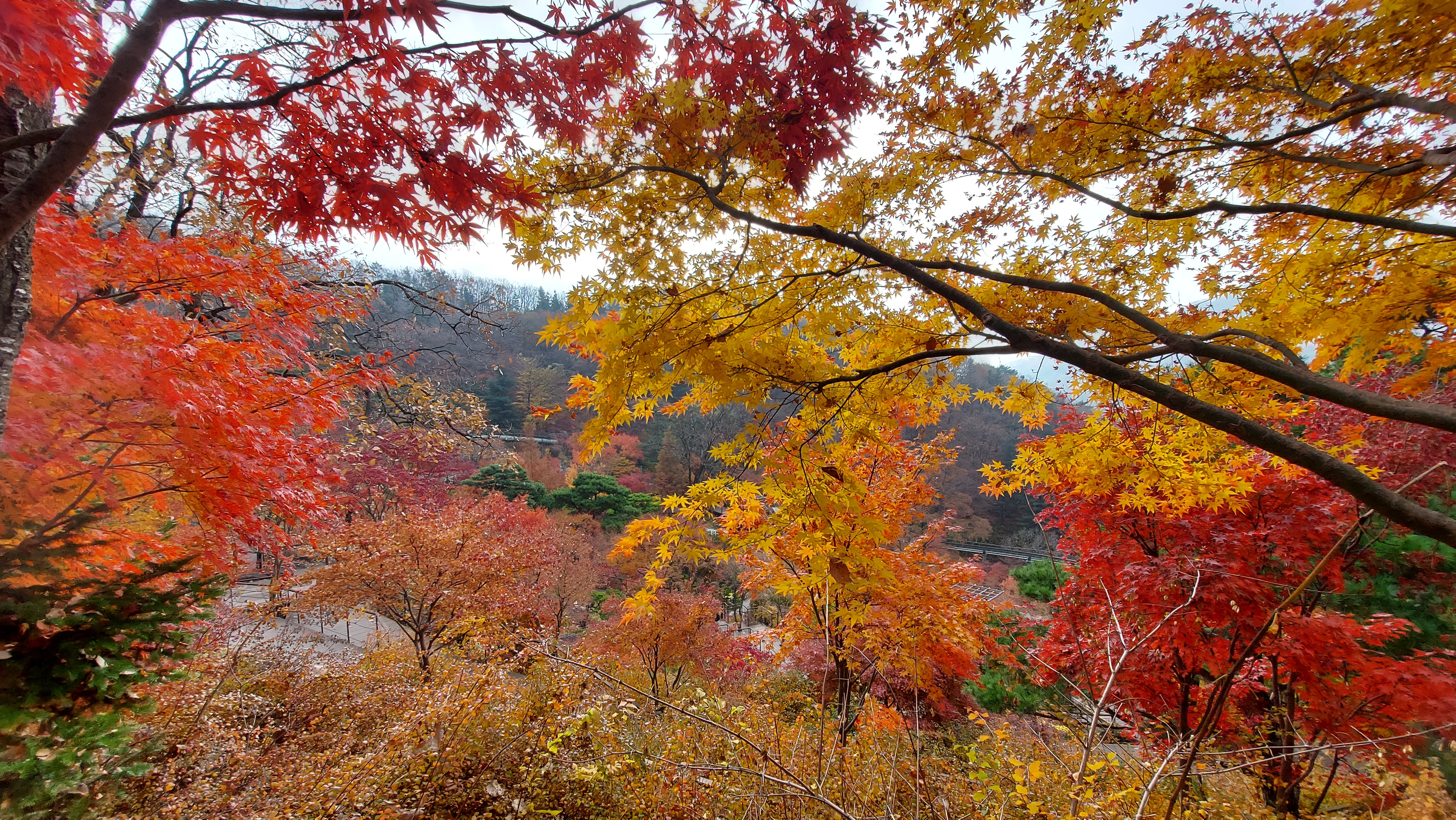 곤지암 화담숲 단풍
