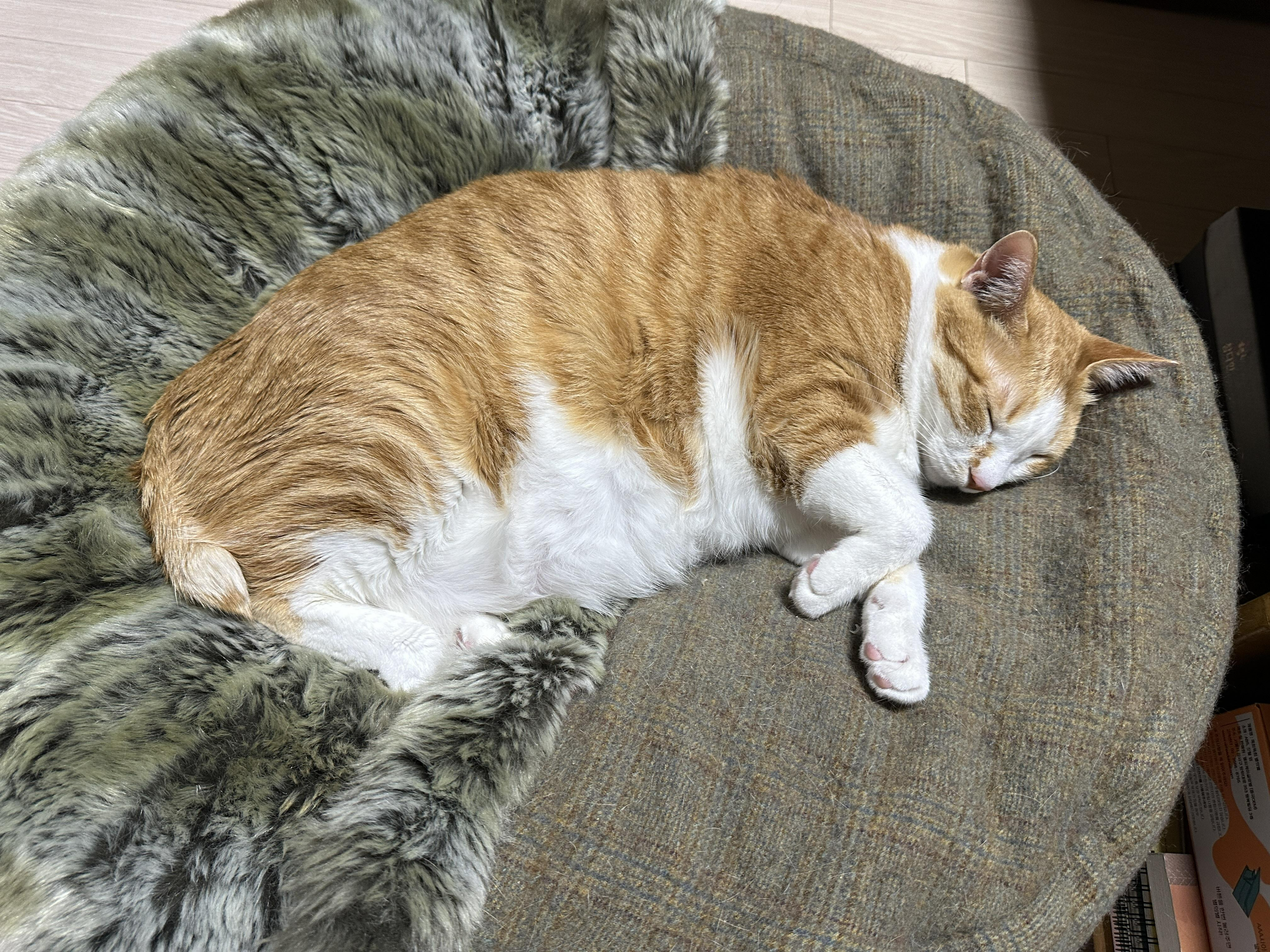 터래기방석 위치를 옮겼더니 고양이들이.. (feat. 방석에 폭 안겨 자는 치즈냥이 호야와 삼색이 다다)