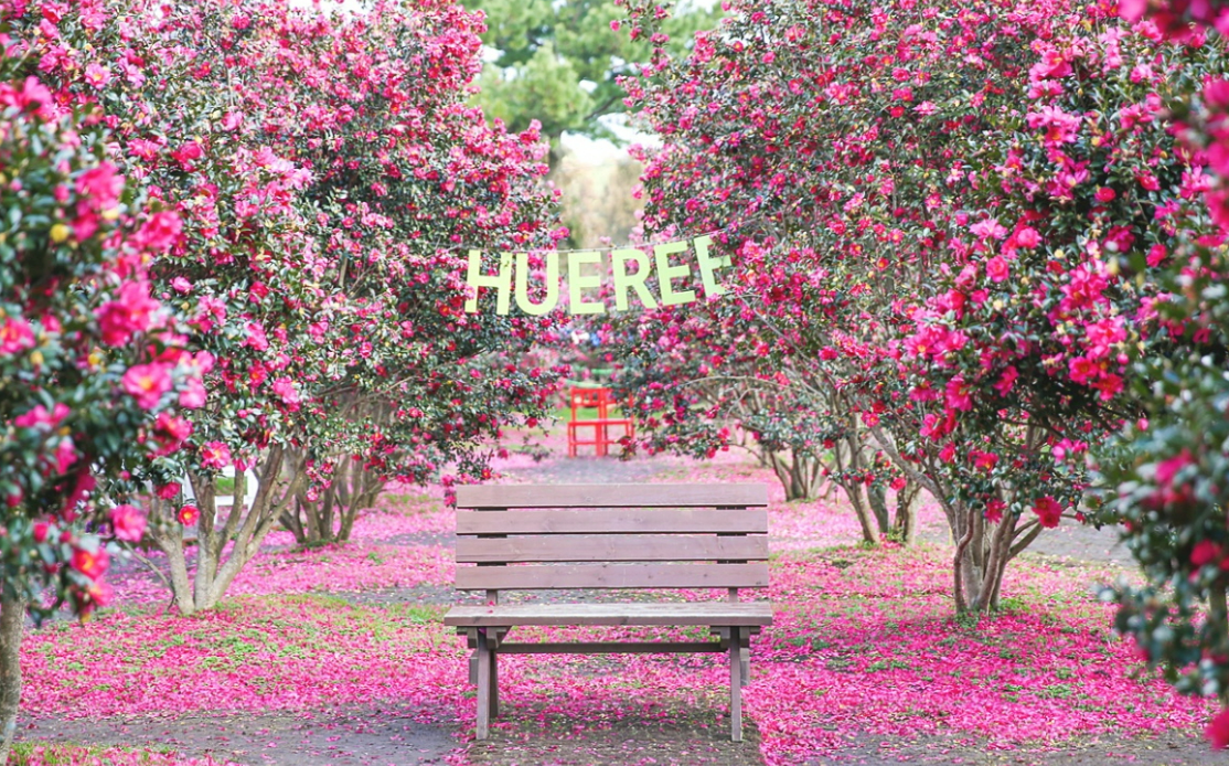 2024-핑크뮬리-축제와-개화시기-명소-추천-Best 10-제주-휴애리-자연생활공원-포토존