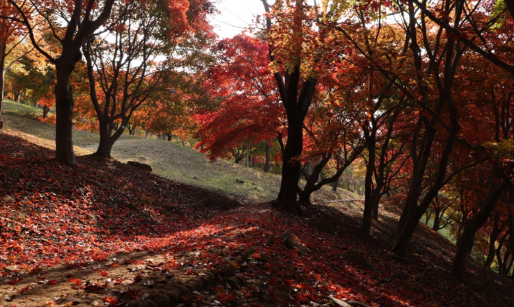 금강수목원