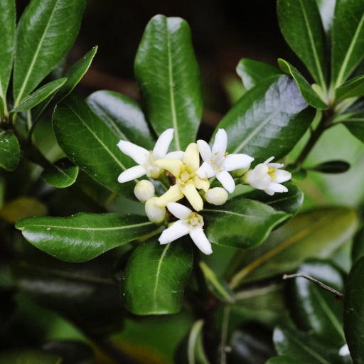 넌센스 퀴즈 50개 송년회 신년회 분위기 살려줄 돈나무