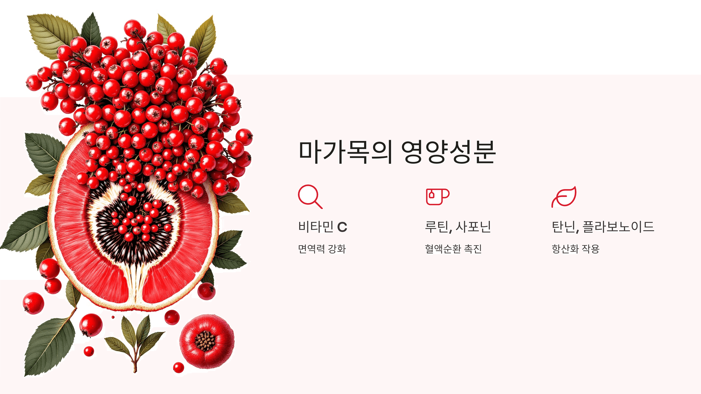 마가목 사진입니다.